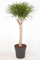 Kamerplant van Botanicly – Drakenboom – Hoogte: 100 cm – Dracaena Bicolour