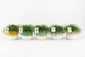 Cactussen van Botanicly – 5 × Rotskoraal in twee toon keramiek pot als set – Hoogte: 20 cm – Rhipsalis Oasis