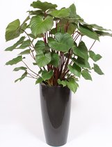 Kamerplant van Botanicly – Homalomena rubescens Maggy in grijs pot als set – Hoogte: 120 cm