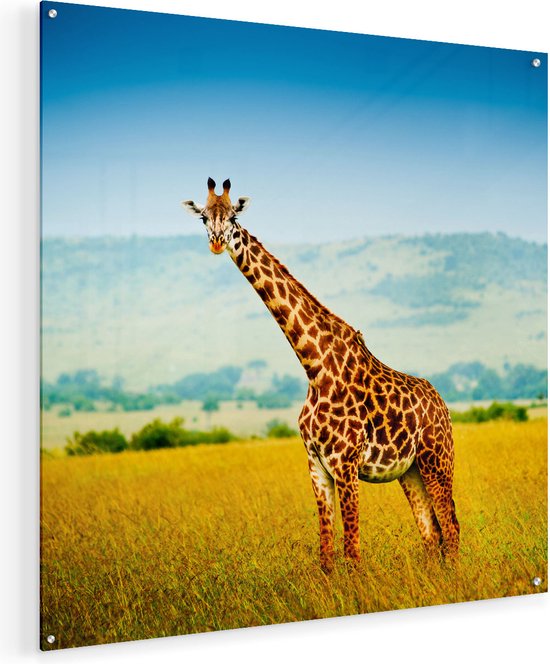 Artaza Glasschilderij - Giraffe In Het Veld - 70x70 - Plexiglas Schilderij - Foto op Glas