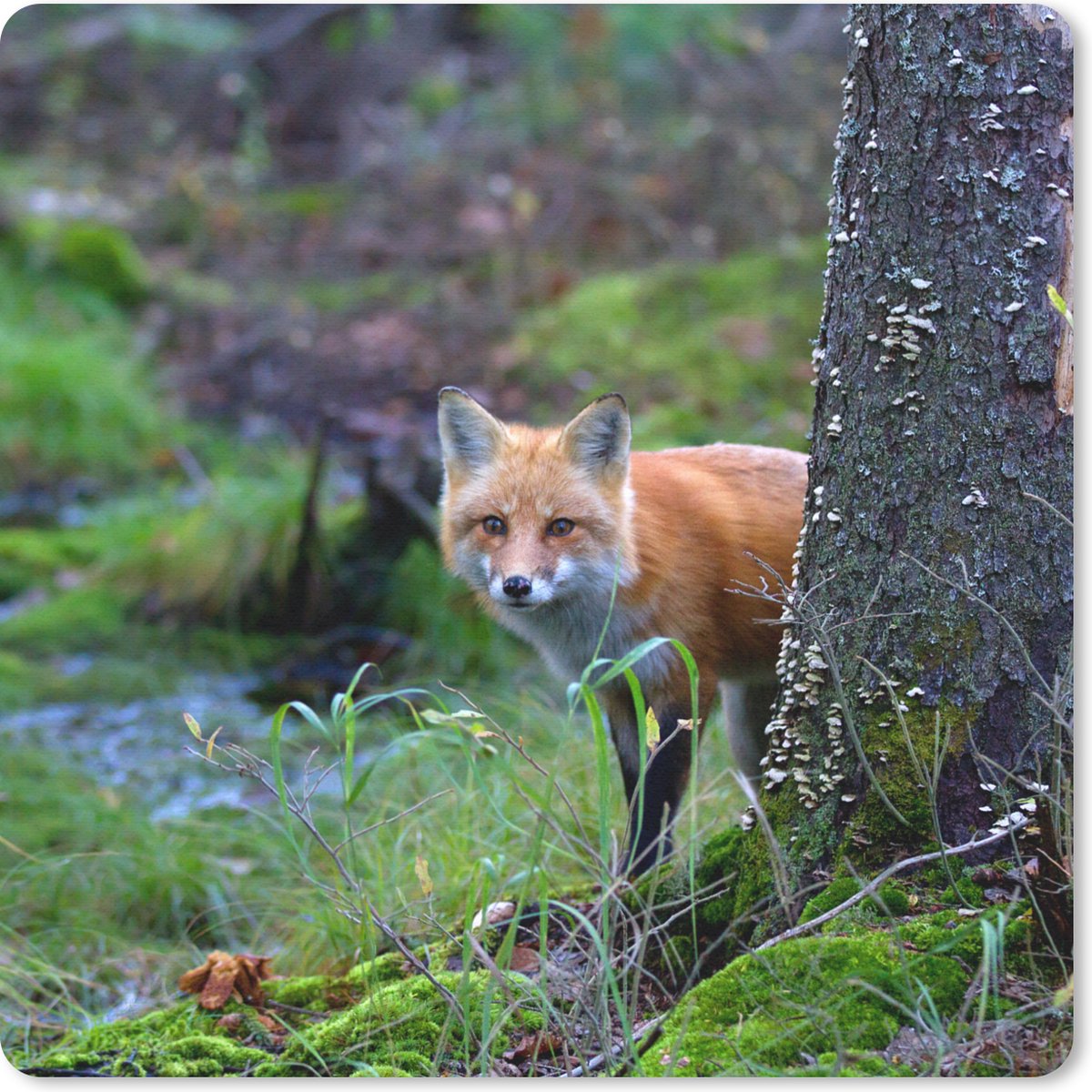 Muismat 30x30 cm - Mousepad Vos - Boom - Bosdier - Herfst - Muismatten