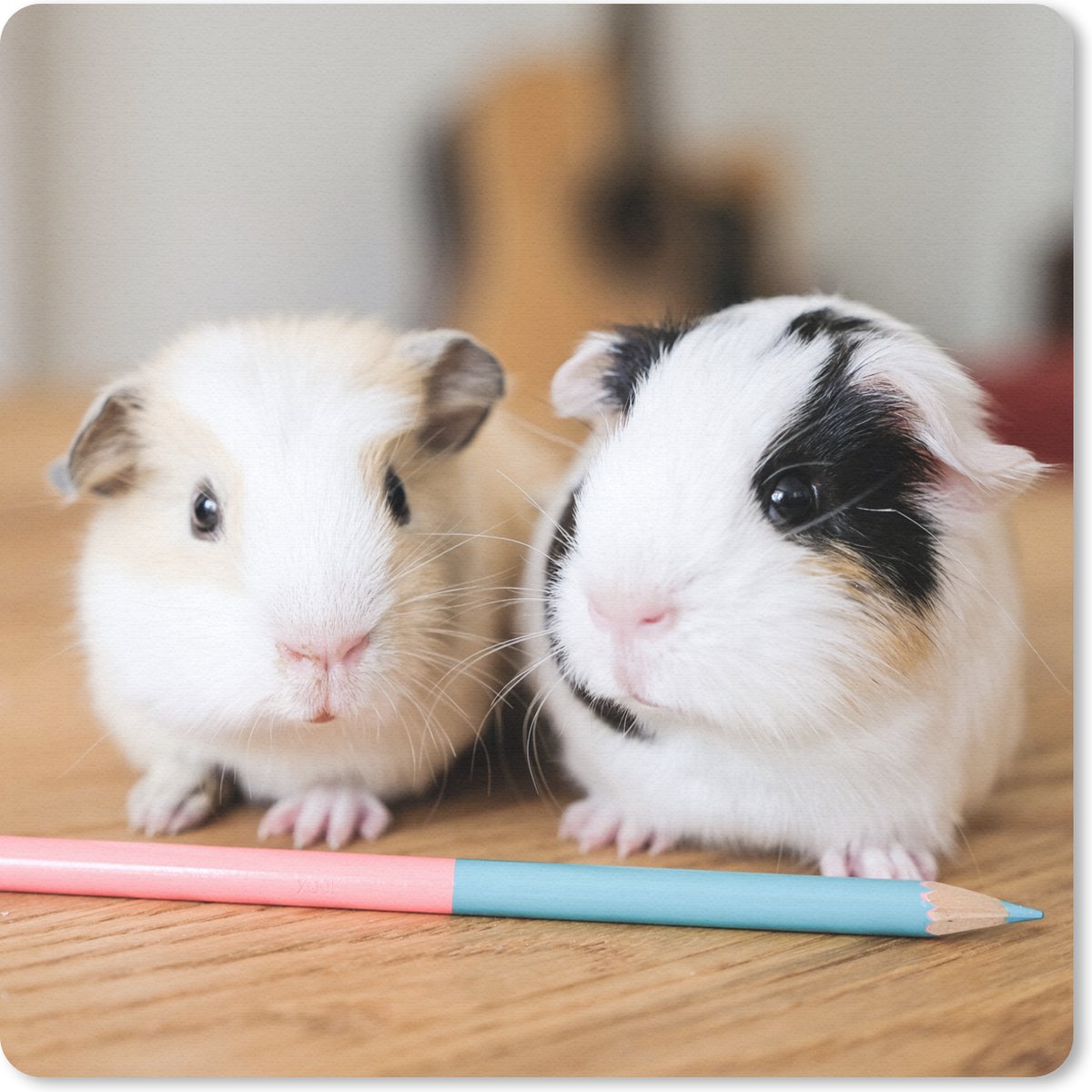 Muismat 30x30 cm - Mousepad Schattige baby-cavia's - Muismatten