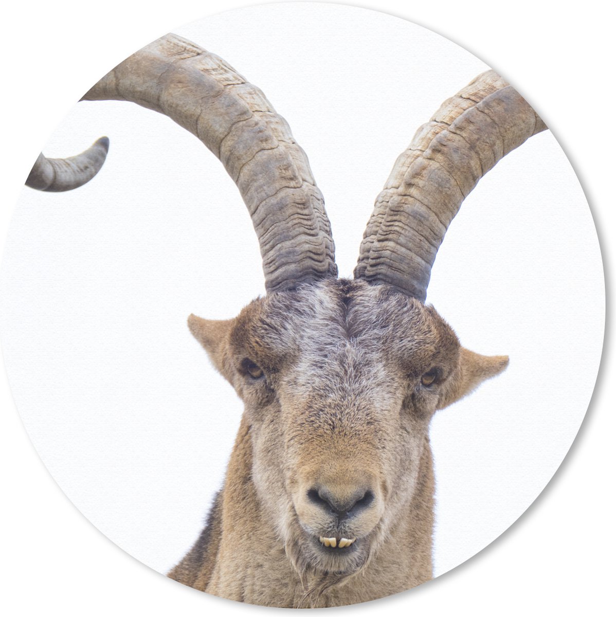 Muismat rond 20x20 cm - Mousepad Steenbok - Dieren - Hoorn - Ronde muismatten