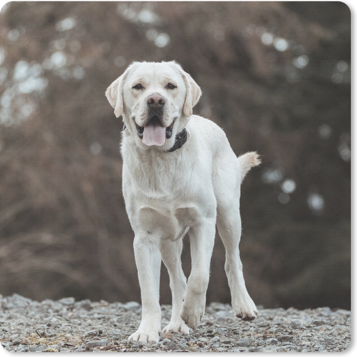 Muismat 30x30 cm - Mousepad Een witte Labrador Retriever op de stenen - Muismatten