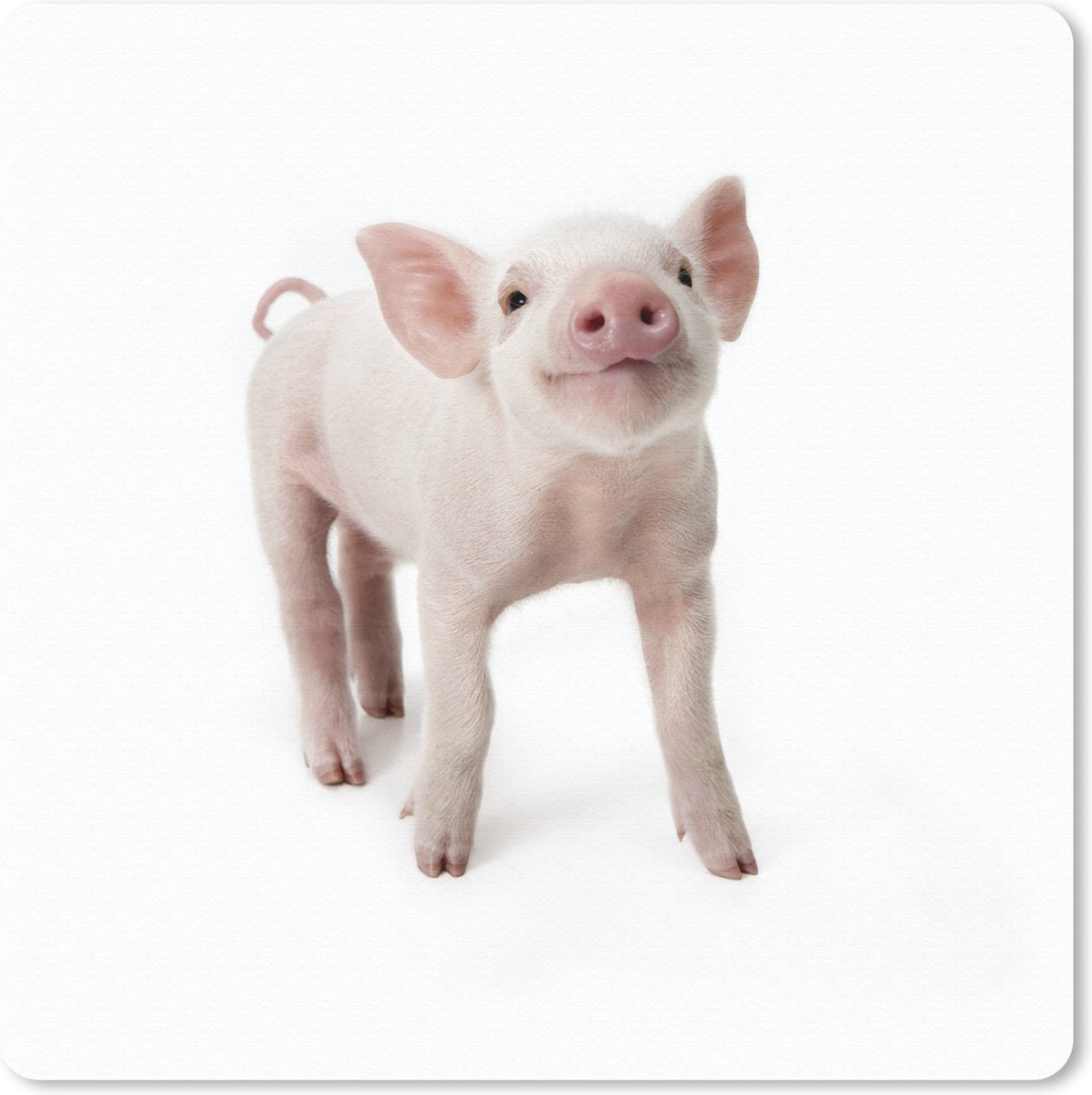 Muismat 30x30 cm - Mousepad Varken - Dieren - Wit - Muismatten