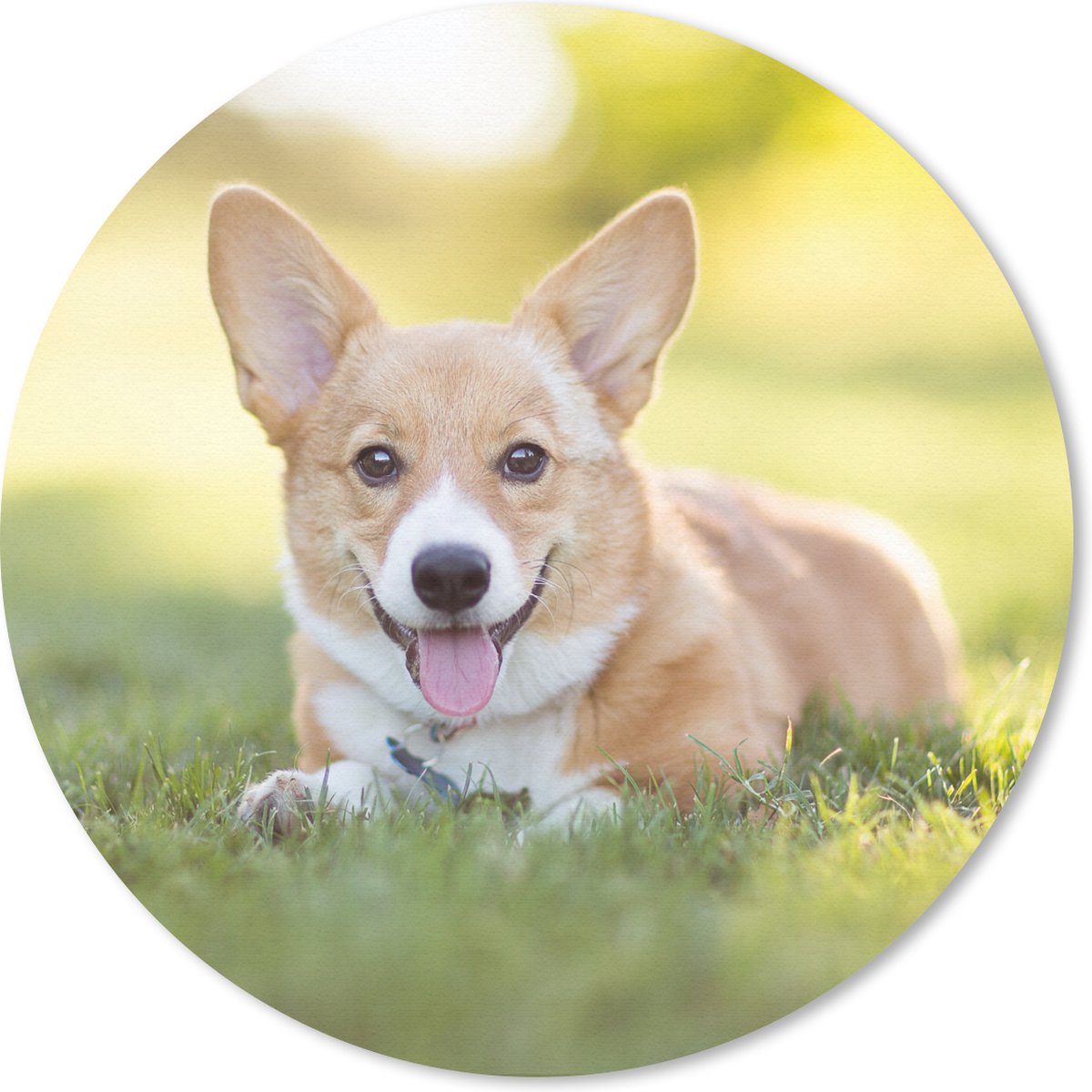 Muismat rond 40x40 cm - Mousepad Welsh Corgi-puppy - Ronde muismatten