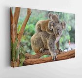 Canvas schilderij - Mother koala, baby on her back, in eucalyptus tree.  -     1031860654 - 115*75 Horizontal