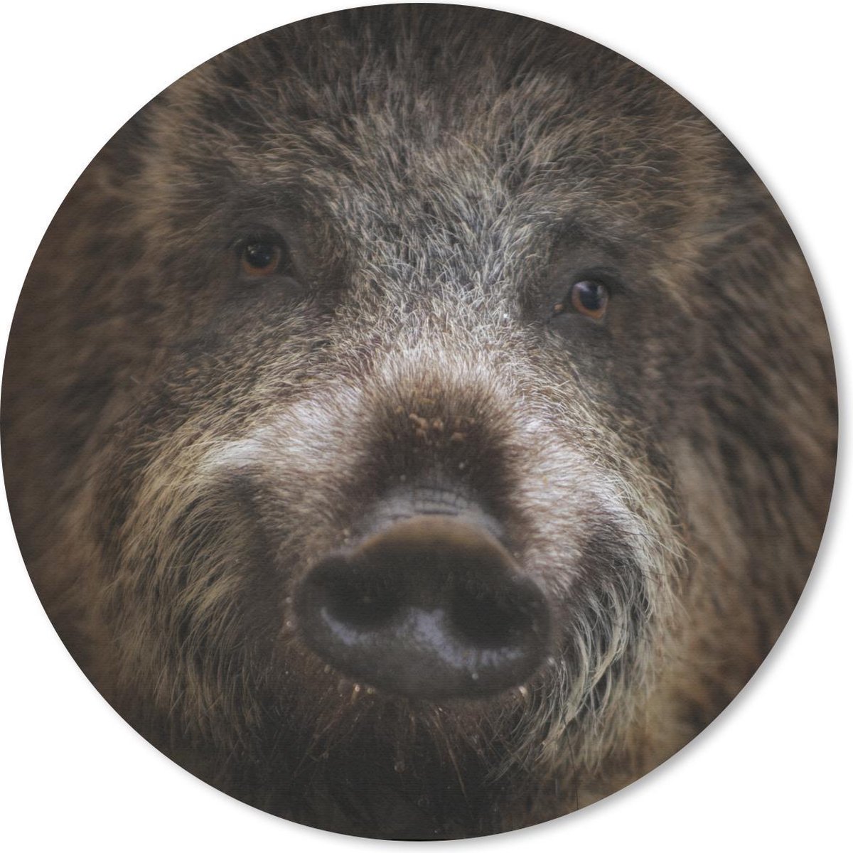 Muismat rond 30x30 cm - Mousepad Everzwijn - Dier - Varken - Ronde muismatten