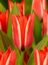 80x Tulpen 'Pinocchio'  bloembollen met bloeigarantie