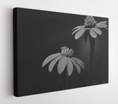 Canvas schilderij - Black and white flowers  -     681377284 - 40*30 Horizontal