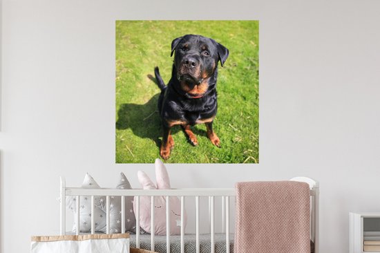 Stickers muraux - Film autocollant - Rottweiler regardant son propriétaire - 80x80 cm - Film adhésif - Stickers muraux Chambre d'enfant - Papier peint autocollant - Papier peint autocollant - Film autocollant