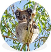 WallCircle - Wandcirkel ⌀ 140 - Koala - Lucht - Takken - Kinderen - Jongens - Meiden - Ronde schilderijen woonkamer - Wandbord rond - Muurdecoratie cirkel - Kamer decoratie binnen - Wanddecoratie muurcirkel - Woonaccessoires