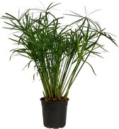 ZynesFlora - Cyperus alternifolus - Parapluplant – Siergras – Kattengras - Ø 21 cm - ↕ Hoogte: 80-90 cm – Buitenplant – Tuinplant - Winterhard