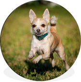 WallCircle - Wandcirkel - Muurcirkel - Een glimlachende Chihuahua huppelend door het gras - Aluminium - Dibond - ⌀ 140 cm - Binnen en Buiten