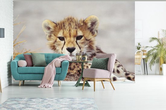 Papier peint - Papier peint Papier peint photo Cheeta - Jeune - Portrait - Largeur 420 cm x hauteur 280 cm