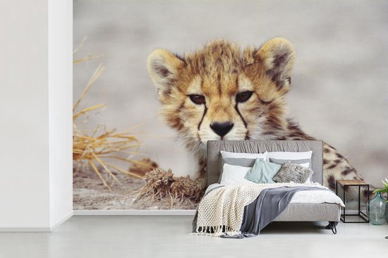 Papier peint - Papier peint Papier peint photo Cheeta - Jeune - Portrait - Largeur 420 cm x hauteur 280 cm