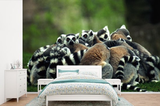 Papier peint photo en vinyle - De nombreux lémuriens à queue annelée reposent ensemble de largeur 450 cm x hauteur 300 cm - Tirage photo sur papier peint (disponible en 7 tailles)