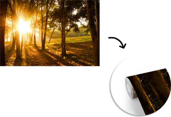 Papier peint photo vinyle - Le soleil d'automne se lève dans une forêt sombre largeur 330 cm x hauteur 220 cm - Tirage photo sur papier peint (disponible en 7 tailles)