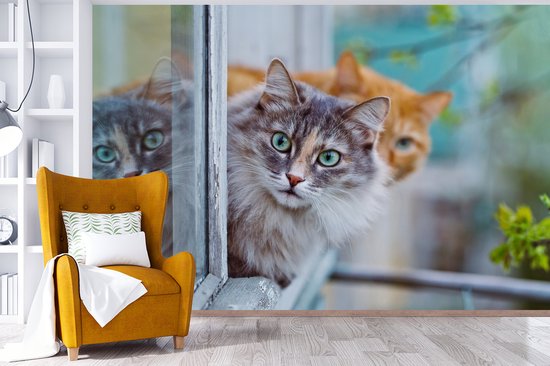 Papier peint - Papier peint Papier peint photo Chat - Fenêtre - Chats - Largeur 330 cm x hauteur 220 cm