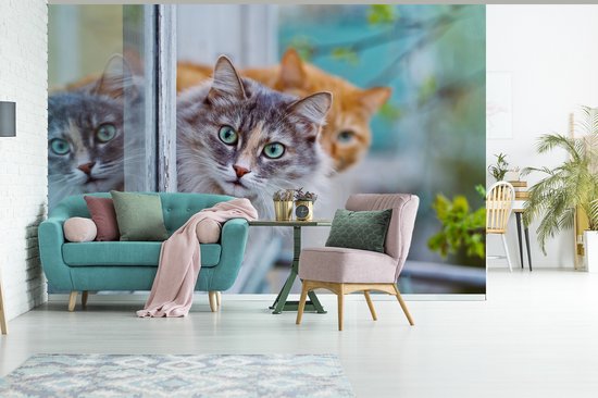 Papier peint - Papier peint Papier peint photo Chat - Fenêtre - Chats - Largeur 330 cm x hauteur 220 cm