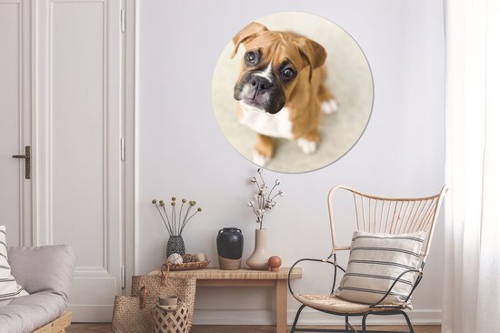 Le chiot Boxer lève les yeux vers la caméra Assiette en plastique cercle mural ⌀ 120 cm - impression photo sur cercle mural / cercle vivant (décoration murale) XXL / Groot format!