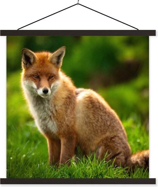 Affiche textielposter Renard roux au soleil 60x60 cm