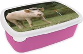 Lunchbox Rose - Lunchbox - Boîte à pain - Cochon - Animal - Herbe - 18x12x6 cm - Enfants - Fille