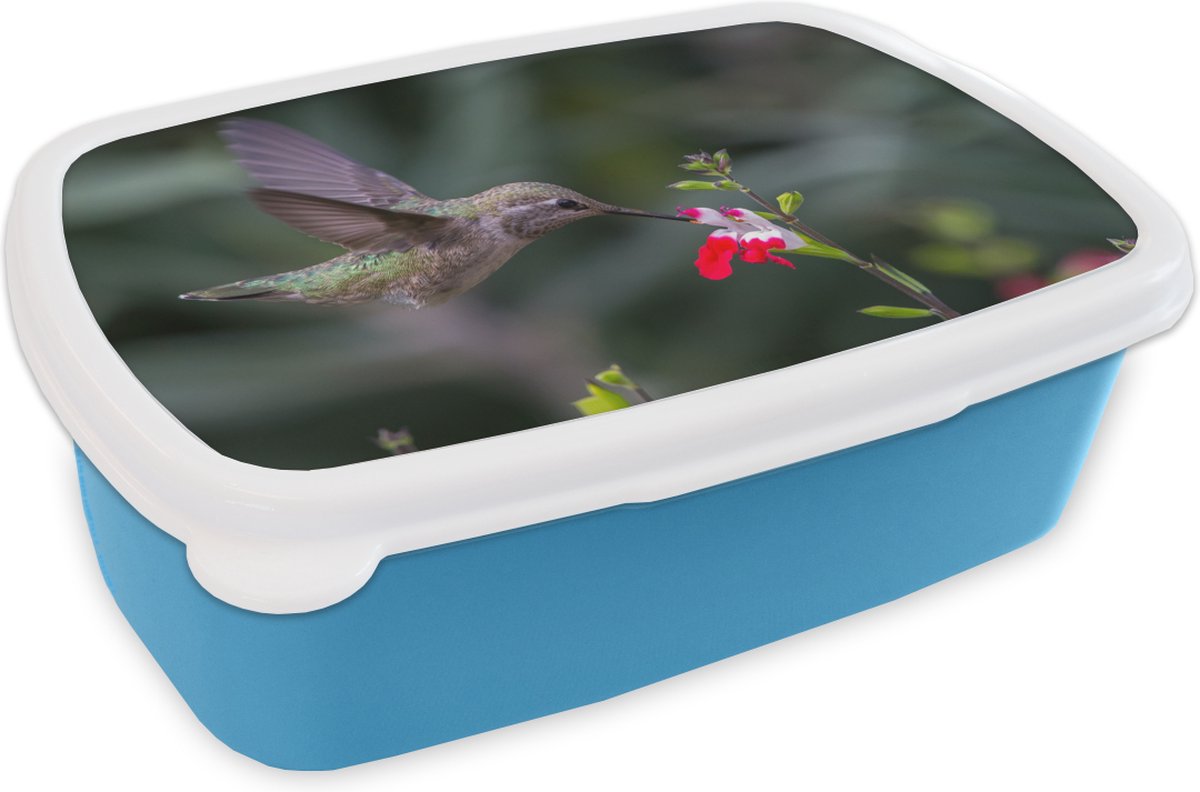 Broodtrommel Blauw - Lunchbox - Brooddoos - Kolibrie - Bloem - Rood - 18x12x6 cm - Kinderen - Jongen