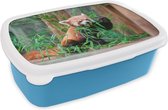Broodtrommel Blauw - Lunchbox - Brooddoos - Rode Panda - Bamboe - Groen - 18x12x6 cm - Kinderen - Jongen