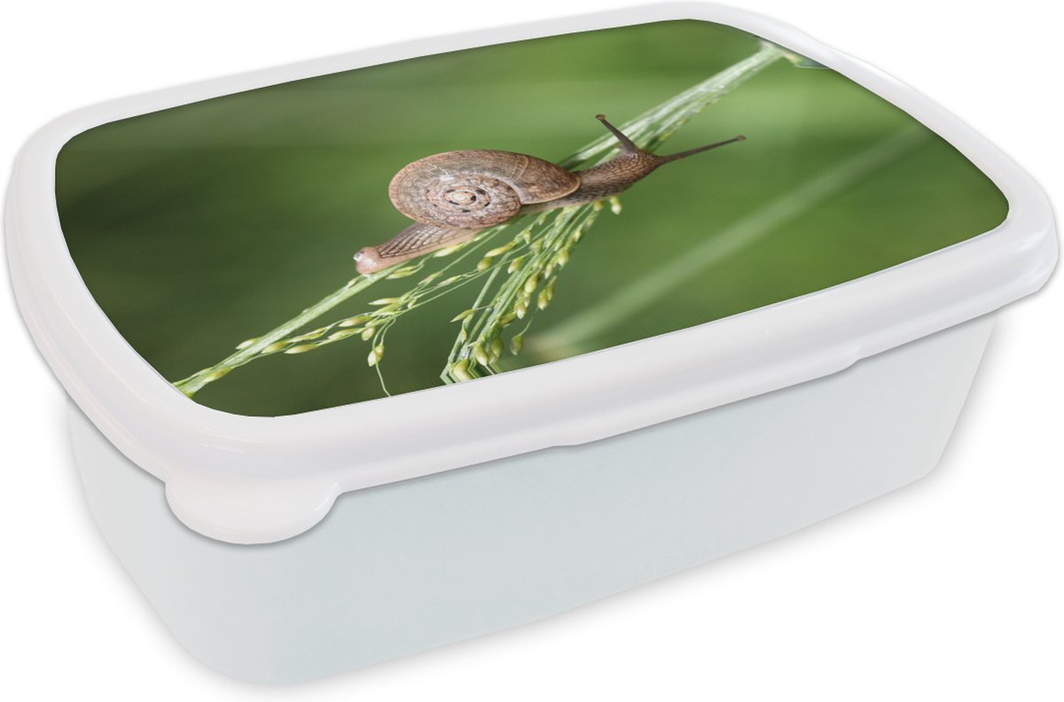 Broodtrommel Wit - Lunchbox - Brooddoos - Kruipende slak - 18x12x6 cm - Volwassenen