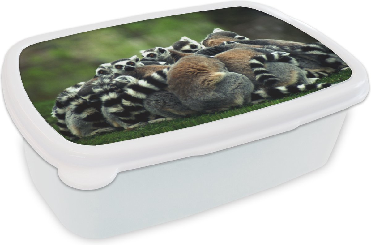 Broodtrommel Wit - Lunchbox - Brooddoos - Apen - Ringstaartmaki's - Bos - 18x12x6 cm - Volwassenen