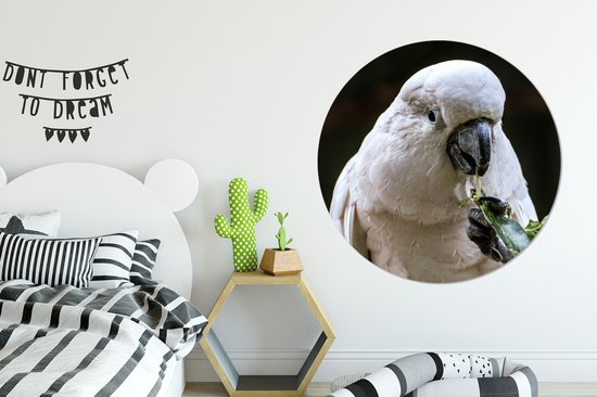 Un cacatoès mangeant Assiette en plastique cercle mural ⌀ 120 cm - impression photo sur cercle mural / cercle vivant (décoration murale) XXL / Groot format!