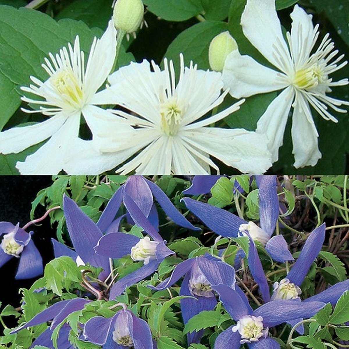 2 x Clematis Klimplanten: Clematis Summer Snow & Clematis Alpina - Wit en Paars - Meerjarig en Winterhard | 2 x 1,5 liter potx