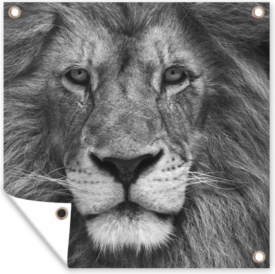 Perzische leeuw op zwarte achtergrond in zwart-wit