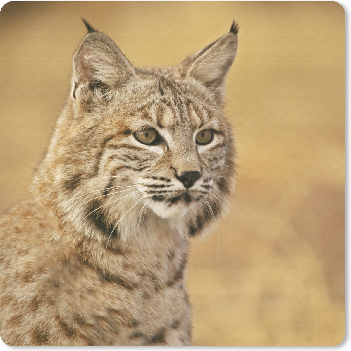 Muismat 20x20 cm - Mousepad Lynx - Bruin - Gras - Muismatten