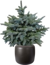 FloraExpert - Picea - 95 Cm - Ø 32.9