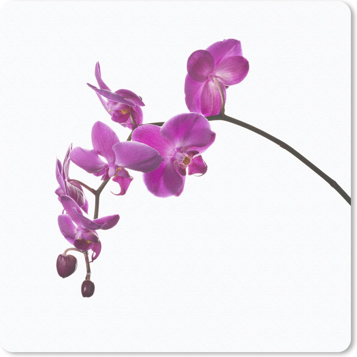 Muismat 30x30 cm - Mousepad Orchidee tegen witte achtergrond - Muismatten