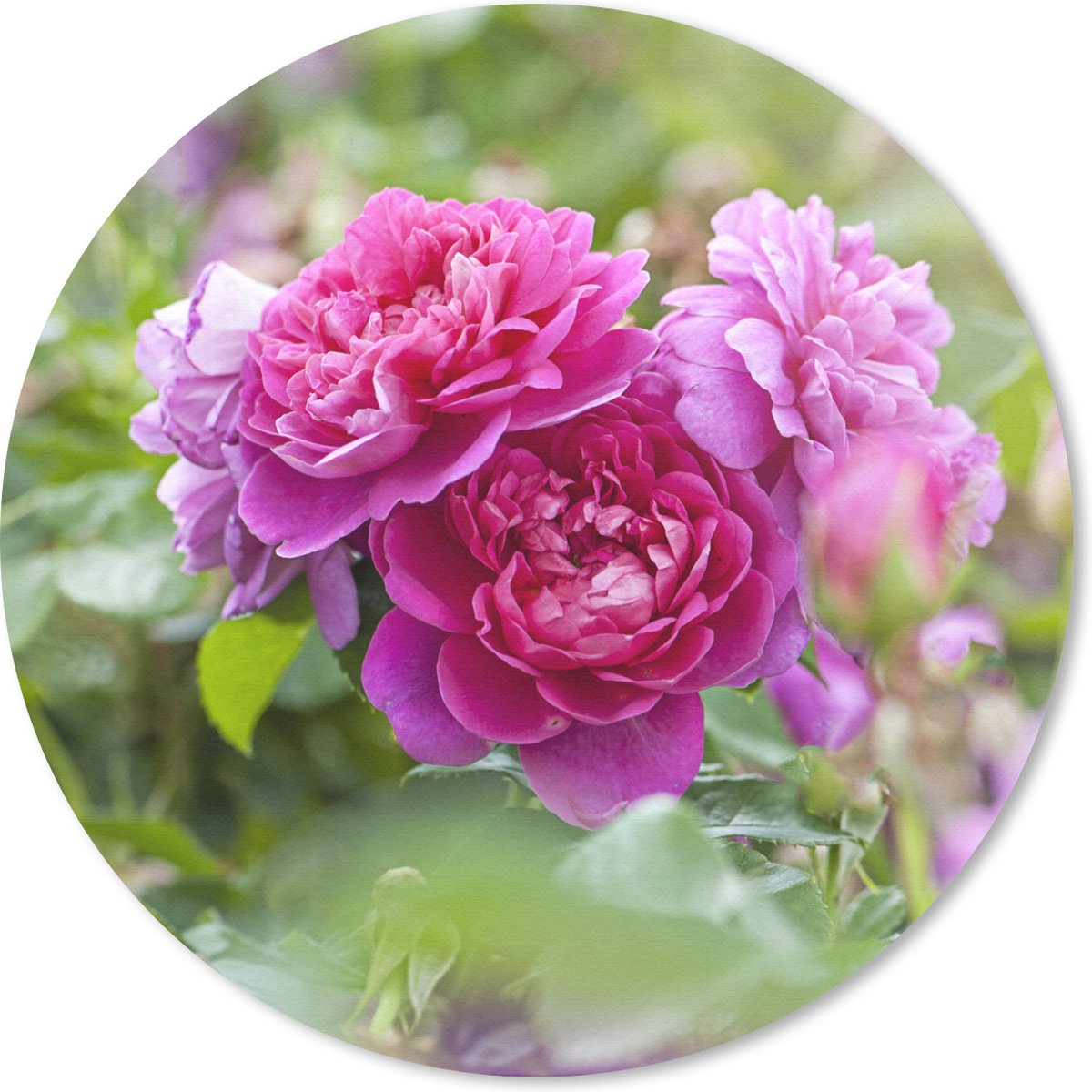 Muismat rond 50x50 cm - Mousepad Roze rozen groeien in de wijde natuur - Ronde muismatten