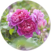 Muismat - Mousepad - Rond - Roze rozen groeien in de wijde natuur - 50x50 cm - Ronde muismat
