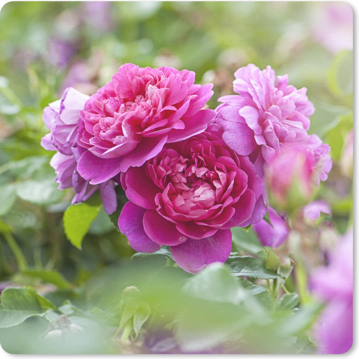 Muismat 30x30 cm - Mousepad Roze rozen groeien in de wijde natuur - Muismatten