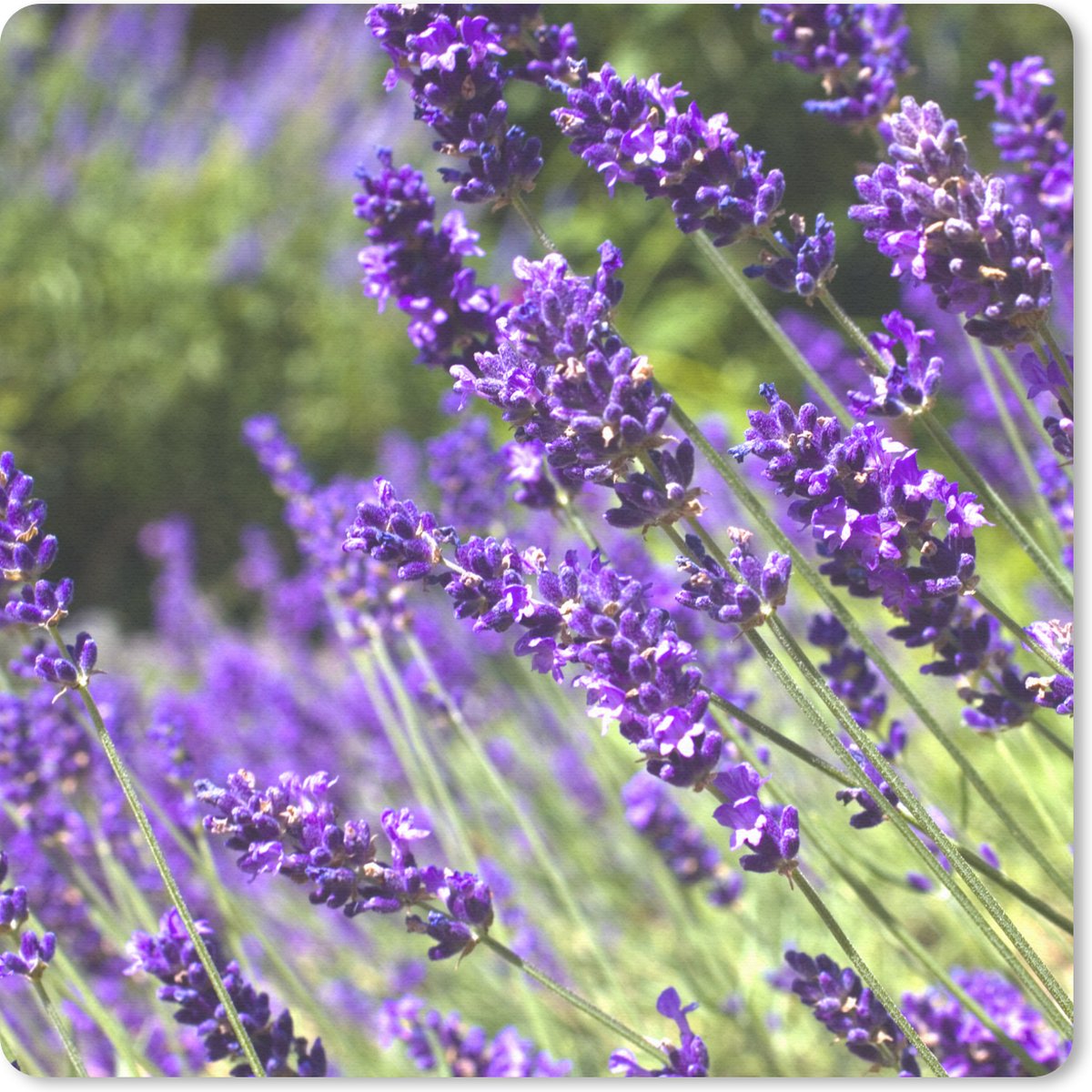 Muismat 20x20 cm - Mousepad Heldere paarse lavendel in de natuur - Muismatten