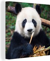 Canvas Schilderij Panda - Bamboe - Natuur - 90x90 cm - Wanddecoratie