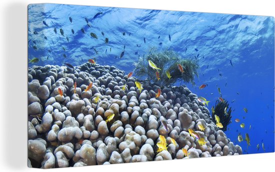 Canvas Schilderij Onderwater rif met vissen - 40x20 cm - Wanddecoratie