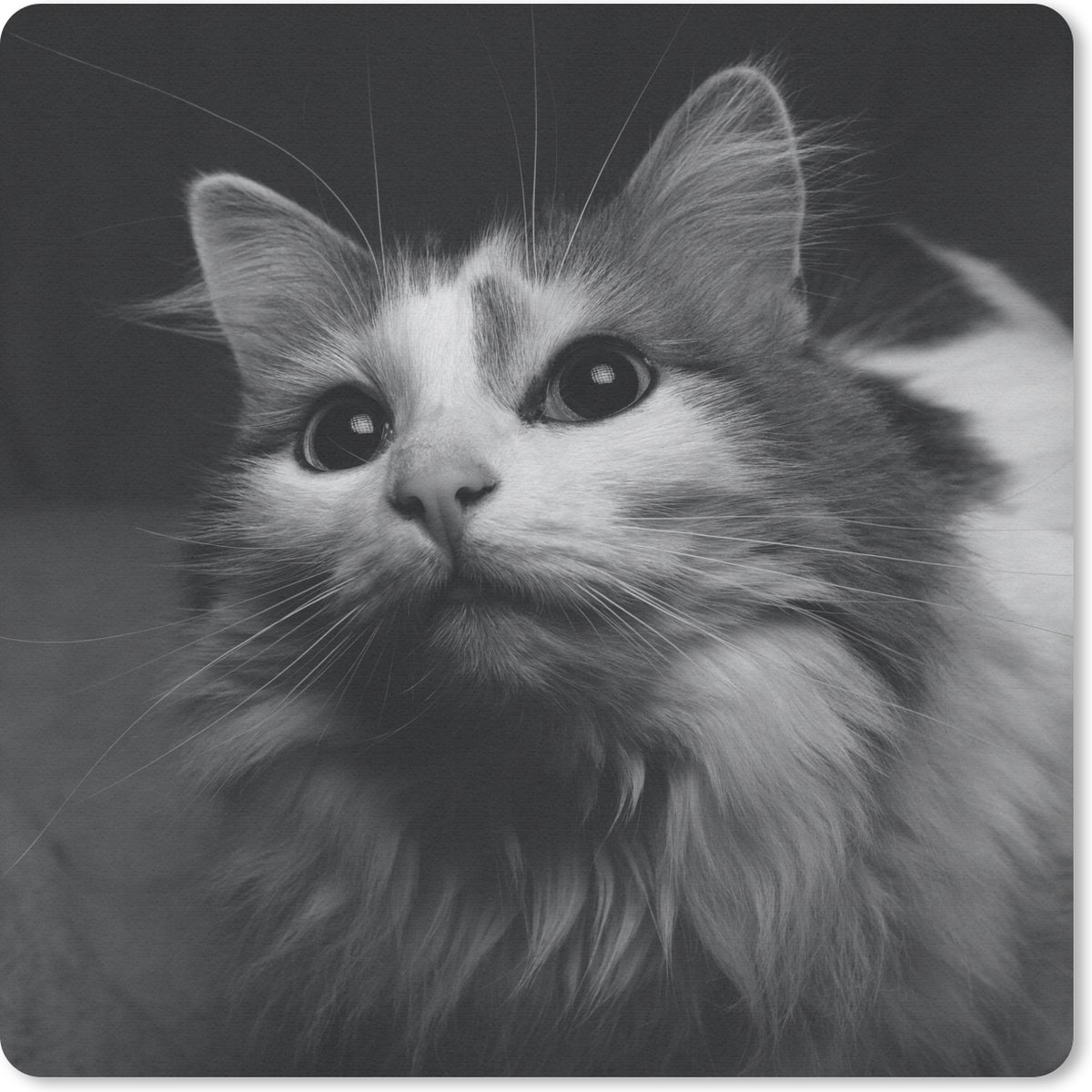 Muismat 30x30 cm - Mousepad Dierenprofiel kat in zwart-wit - Muismatten