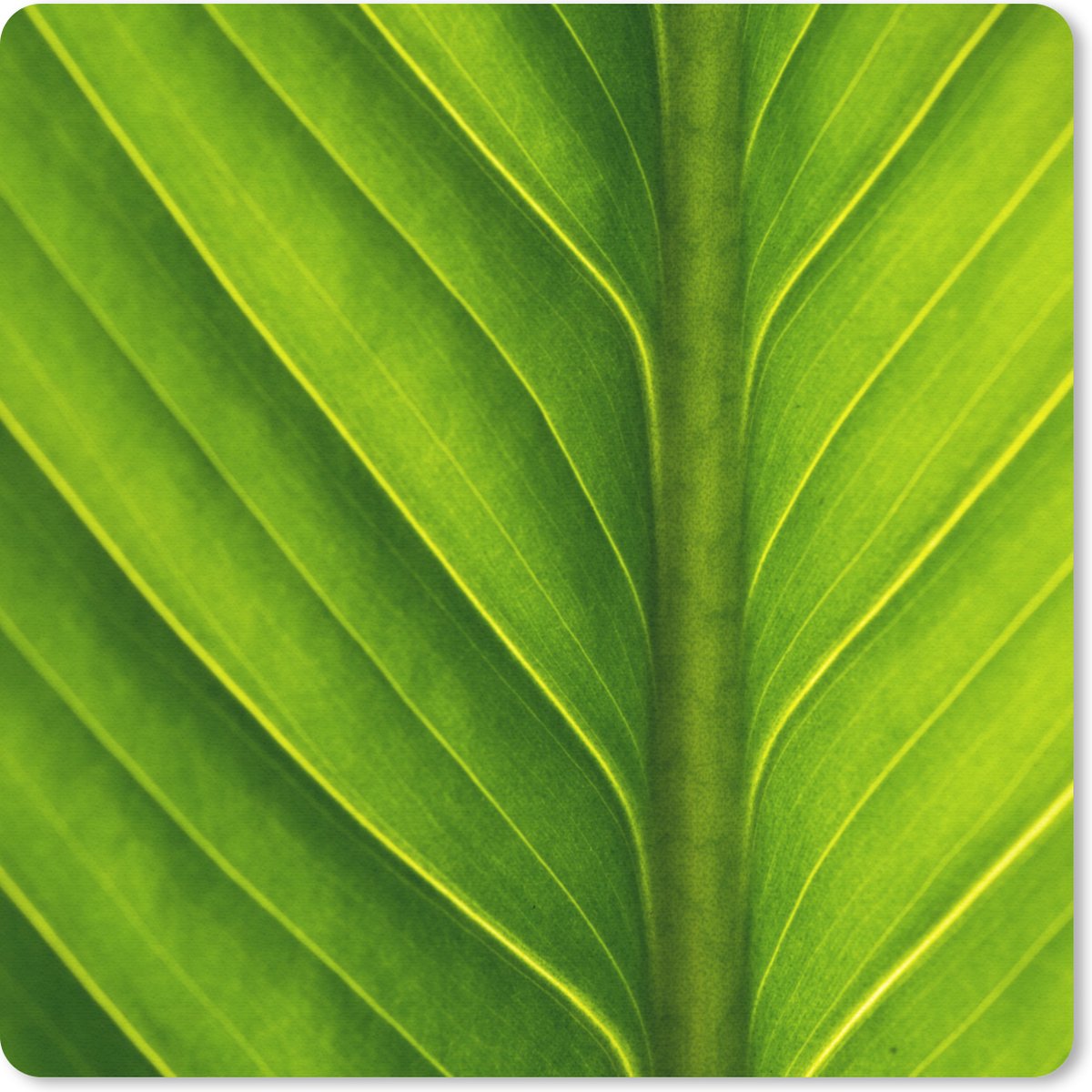 Muismat 30x30 cm - Mousepad Foto van een lichtgroen botanisch blad - Muismatten