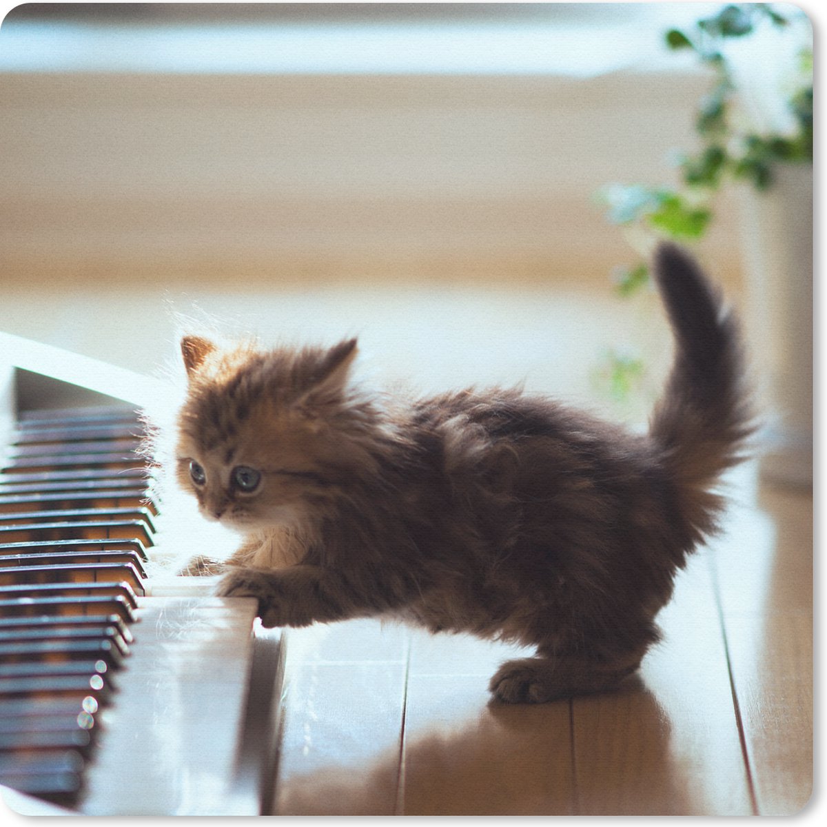 Muismat 30x30 cm - Mousepad Kat - Dier - Kitten - Muismatten