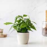 Koffieplant | Coffea arabica | Inclusief viber pot: duurzaam & biologisch afbreekbaar | Kamerplant | Bloompost