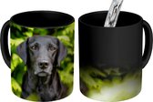 Magische Mok - Foto op Warmte Mokken - Koffiemok - Een zwarte Labrador Retriever tussen de groene bladeren - Magic Mok - Beker - 350 ML - Theemok