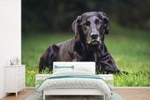 Behang - Fotobehang Een zwarte labrador in het gras - Breedte 600 cm x hoogte 400 cm