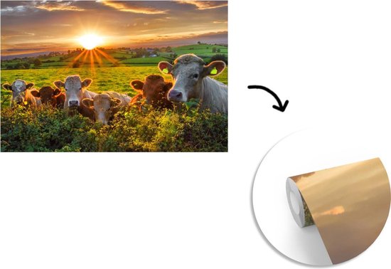 Papier peint photo peint vinyle - Coucher de soleil sur un troupeau de vaches largeur 390 cm x hauteur 260 cm - Tirage photo sur papier peint (disponible en 7 tailles)